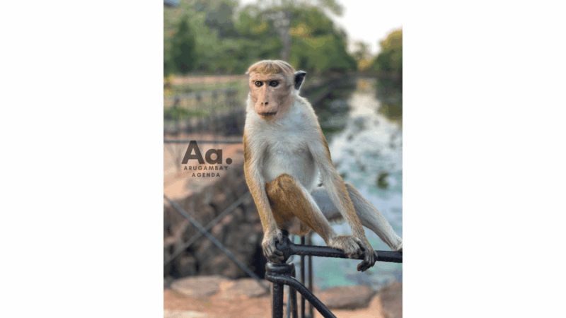 From Arugambay: Day-Trip to Sigiriya, The Lion Rock - Key Points