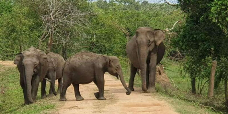 From Arugambay : Yala National Park Safari & Dropoff in Ella - Key Points