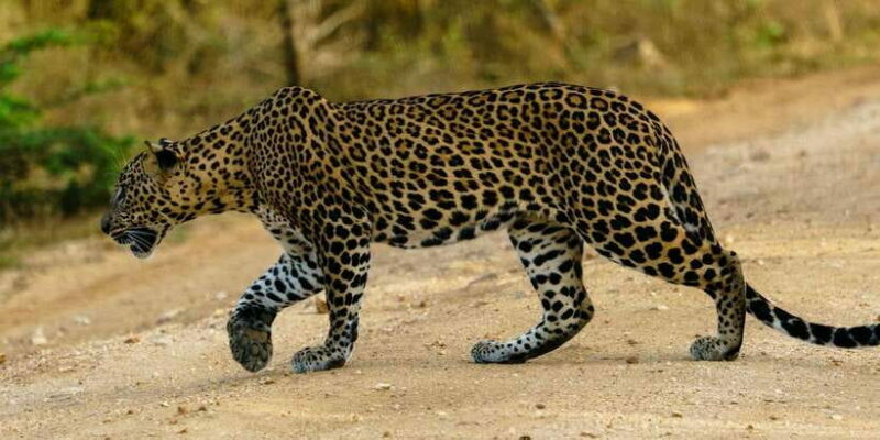 From Arugambay : Yala National Park Safari & Dropoff in Ella - Final Thoughts: Is It Worth It?