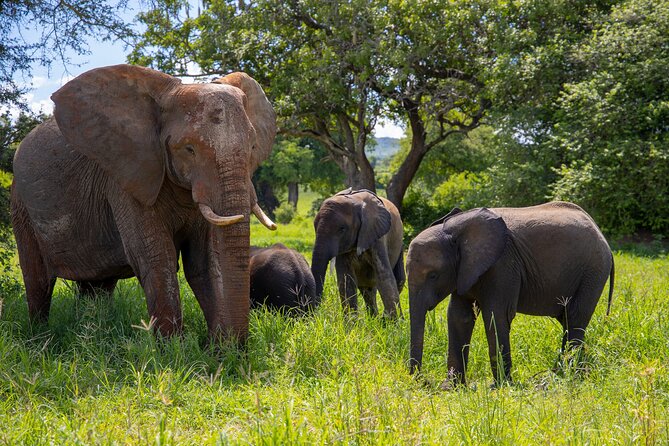 From Arusha: 11 Days Famous Serengeti Inside Out Safari Trip - Meals and Dining Experience