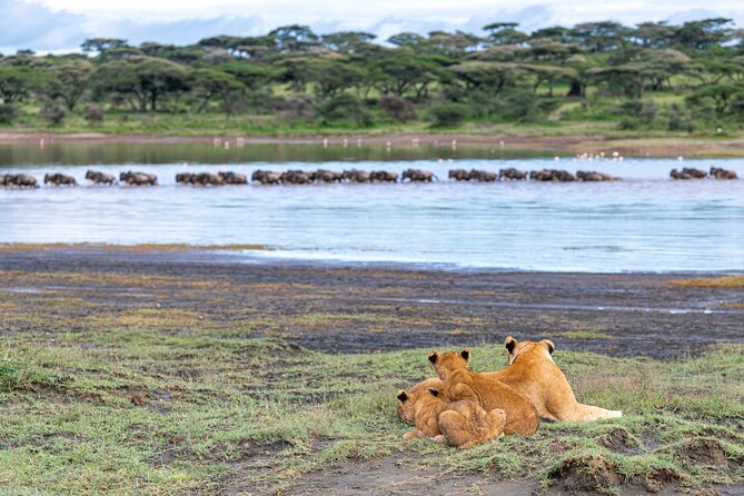 From Arusha: 11 Days Famous Serengeti Inside Out Safari Trip - Customer Reviews and Ratings