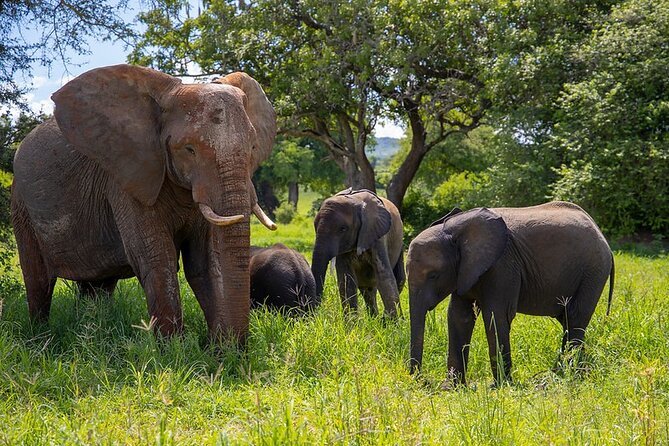 From Arusha: 5 Days Classic Safari Cats, Calves & Crater - Pickup and Transportation
