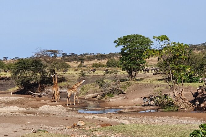 From Arusha: 5 Days Classic Safari Cats, Calves & Crater - Wildlife Viewing Highlights