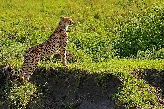 From Arusha: 5 Days Classic Safari Cats, Calves & Crater - Cultural Immersion Opportunities