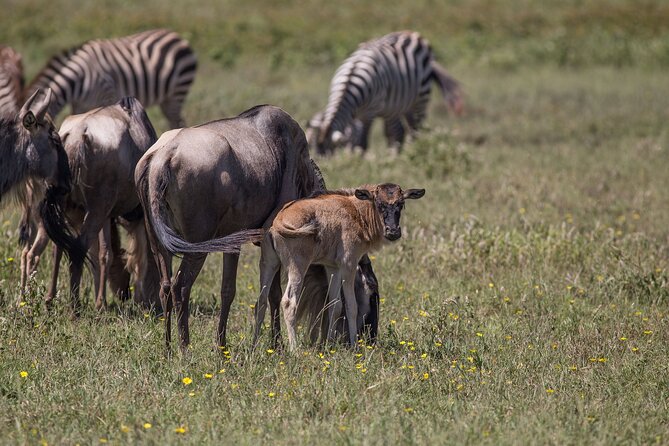 From Arusha: 5 Days Classic Safari Cats, Calves & Crater - Physical Requirements and Precautions