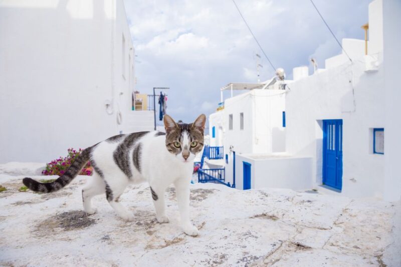 From Athens: Mykonos Day Trip With Ferry Tickets - Optional Swimming Activity
