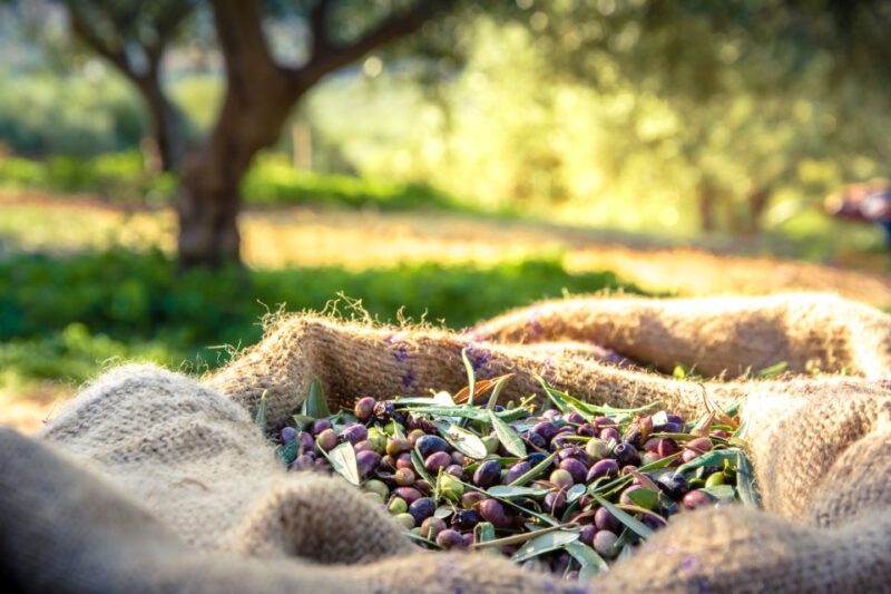 From Athens: Wine, Oil, & Cheese Tasting in Nemea & Argolis - Stops Along the Way