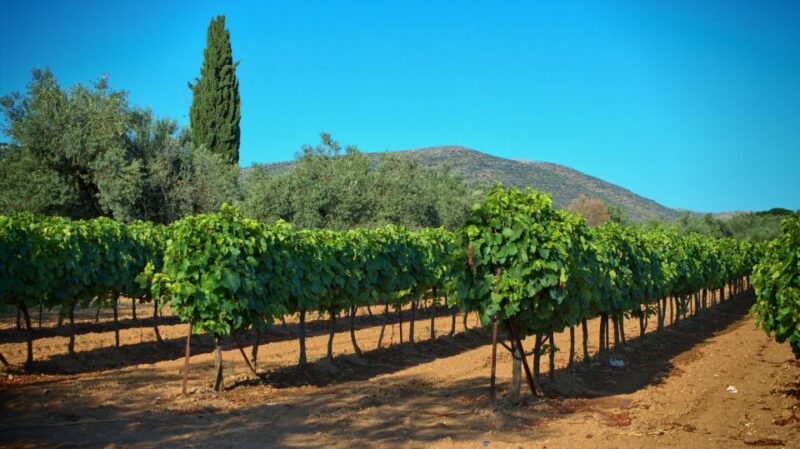 From Athens: Wine, Oil, & Cheese Tasting in Nemea & Argolis - Additional Experiences and Costs