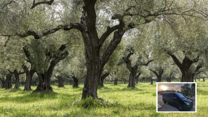 From Athens: Wine, Oil, & Cheese Tasting in Nemea & Argolis - Accessibility and Limitations