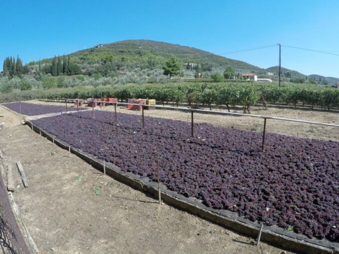 From Athens: Wine, Oil, & Cheese Tasting in Nemea & Argolis - About the Driver