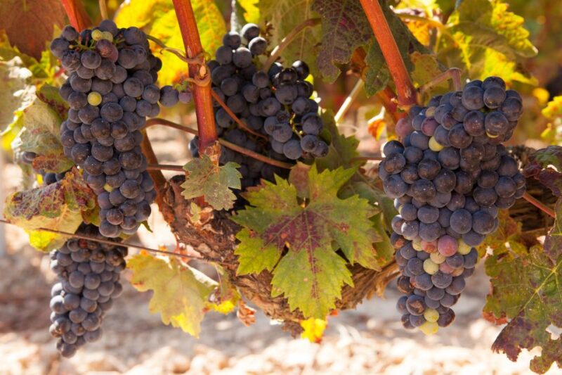 From Atlanta: Half-Day or Full-Day Wine Country Tasting Trip - Inclusions and Exclusions