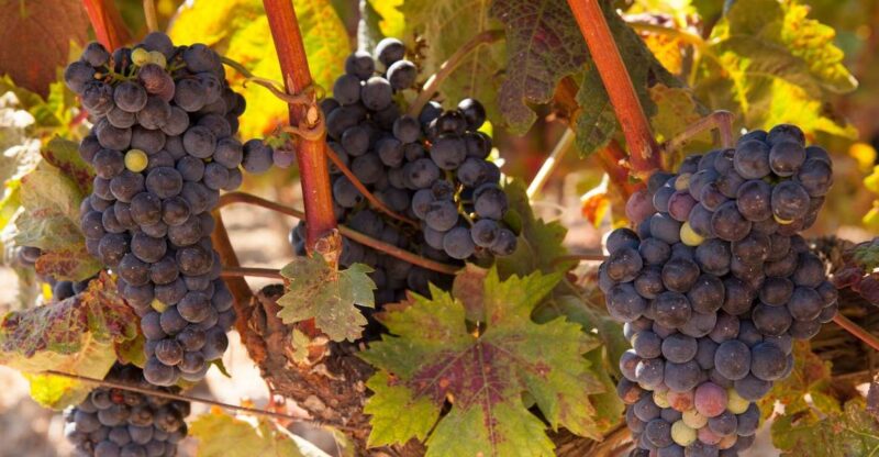 From Atlanta: Half-Day or Full-Day Wine Country Tasting Trip - Tasting Experience