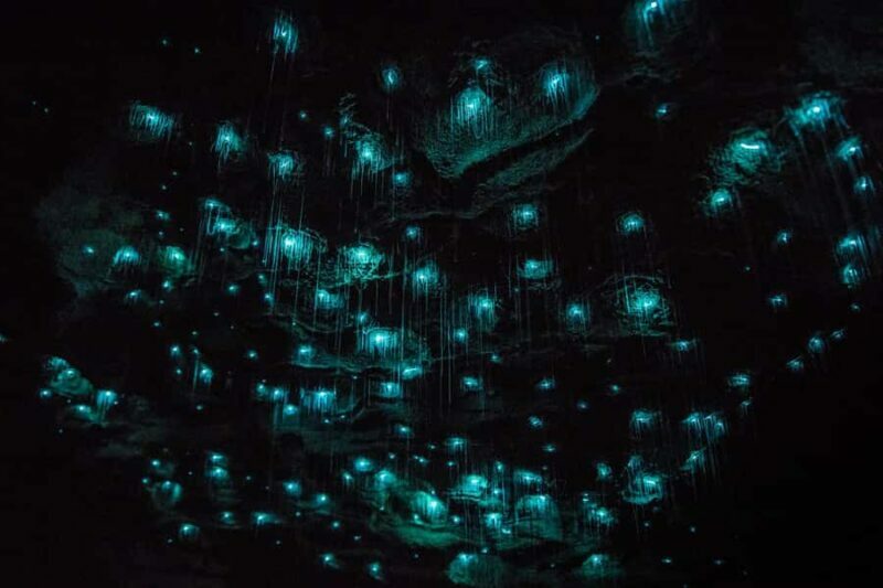From Auckland: Day Trip to Waitomo Glow Worm Caves - Who Will Enjoy This Tour?