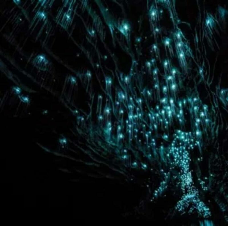 From Auckland: Day Trip to Waitomo Glow Worm Caves - The Sum Up