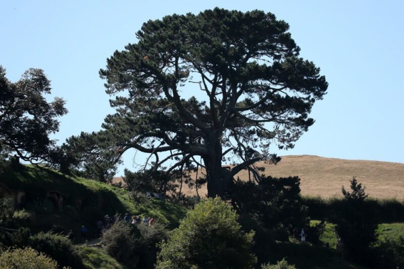 From Auckland or Rotorua: Hobbiton & Waitomo Tour With Lunch - Important Information