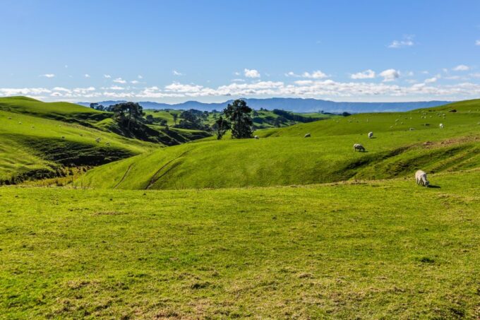 From Auckland or Rotorua: Hobbiton & Waitomo Tour With Lunch - Tour Duration and Pricing
