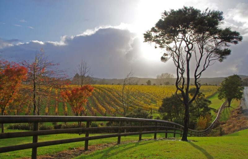 From Auckland: Small Group Kumeu Wine Tour With Lunch - Pickup Included