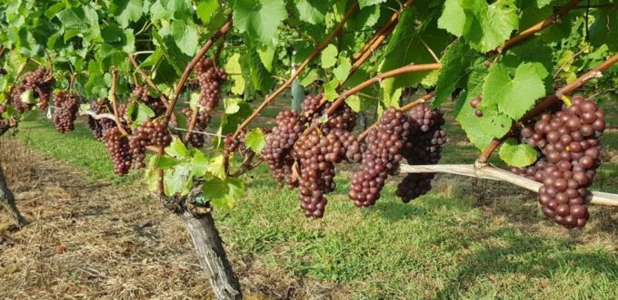 From Auckland: Small Group Kumeu Wine Tour With Lunch - Wine Tasting Experiences