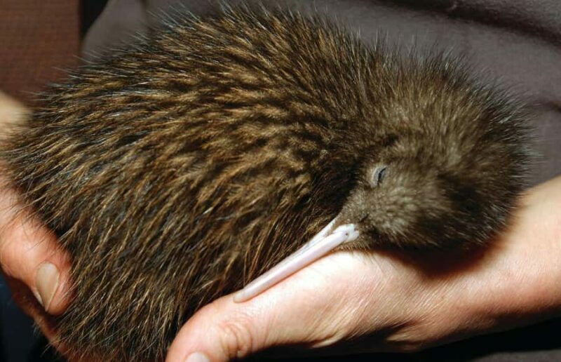 From Auckland: Waitomo Glow Worm Caves & Rotorua Tour - Final Thoughts: Who Should Consider This Tour?