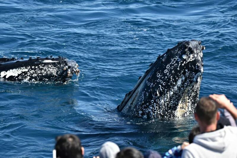 From Augusta: Whale Watching Award Winning Tour - An In-Depth Look at the Augusta Whale Watching Tour