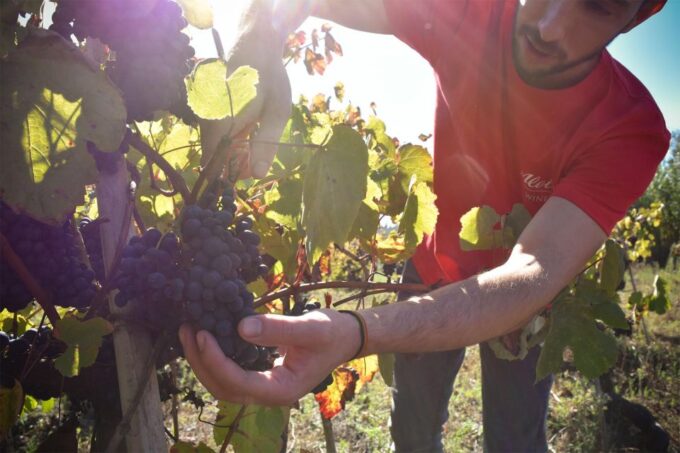 From Aveiro: Real Cave Do Cedro Guided Tour - Wine Tasting