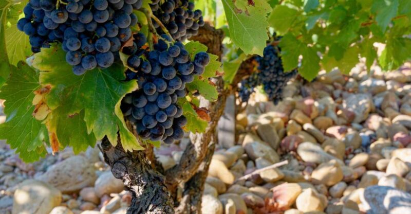 From Avignon: Afternoon Prestige Châteauneuf-du-Pape Wine - Tasting the Renowned Wines