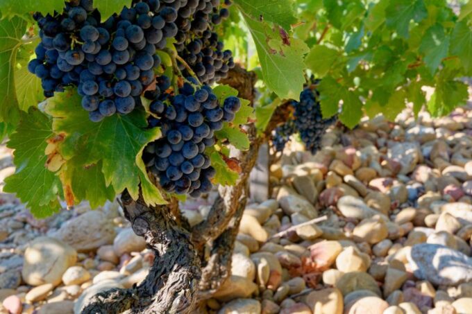 From Avignon: Afternoon Wine Tour Châteauneuf Du Pape - Frequently Asked Questions