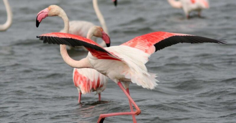 From Avignon: Camargue Tour With Pont De Gau Bird Park Entry - Key Points