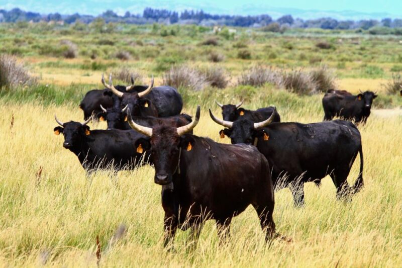 From Avignon: Camargue Tour With Pont De Gau Bird Park Entry - Transportation and Amenities