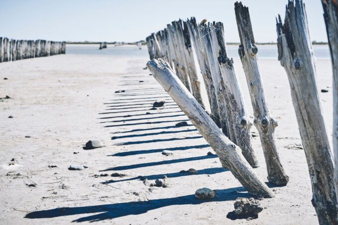 From Avignon: Camargue Tour With Pont De Gau Bird Park Entry - Traveler Experience