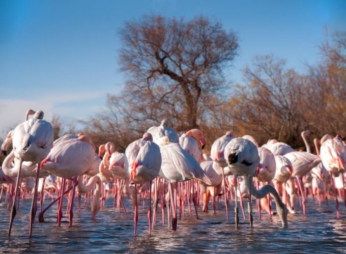 From Avignon: Camargue Tour With Pont De Gau Bird Park Entry - Frequently Asked Questions