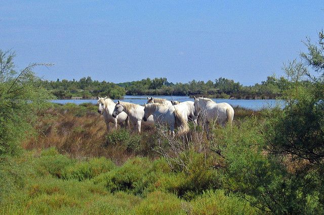 From Avignon: Half-Day Camargue and Saintes-Maries-de-la-Mer - Connecting With Roma Culture