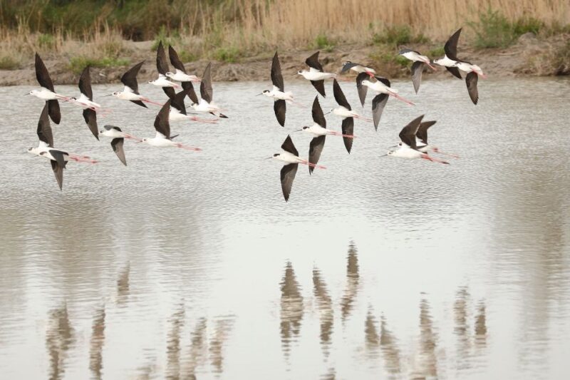 From Avignon: Half-Day Camargue and Saintes-Maries-de-la-Mer - Spotting Wild Horses and Flamingos