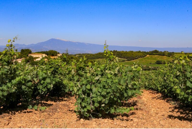 From Avignon: Half-Day Great Vineyards Tour - Exploring the Côtes Du Rhône Region