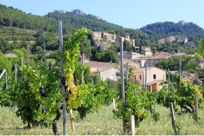 From Avignon: Half-Day Great Vineyards Tour - Wine Tasting and Product Chain
