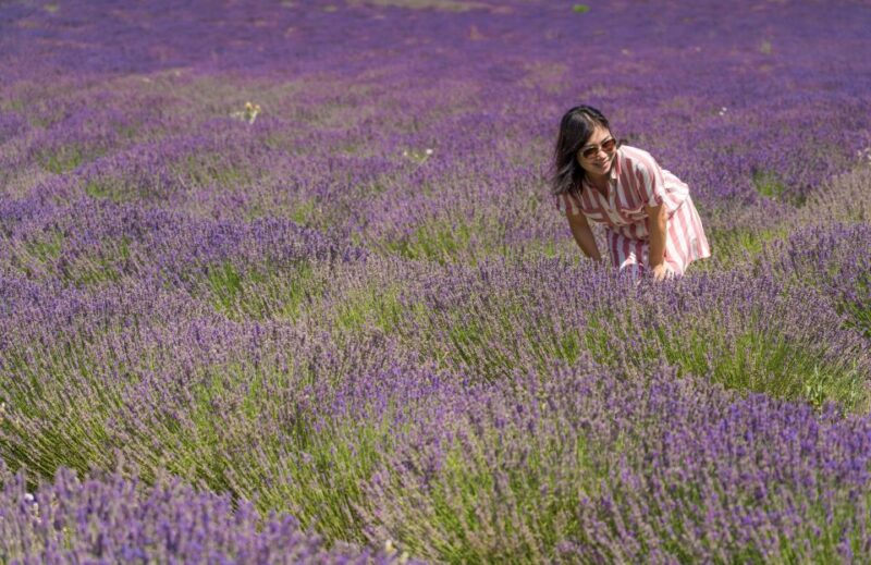 From Avignon: Half Day Lavender Tour to Sault - Discovering the Town of Sault
