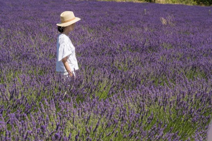 From Avignon: Half Day Lavender Tour to Sault - Frequently Asked Questions