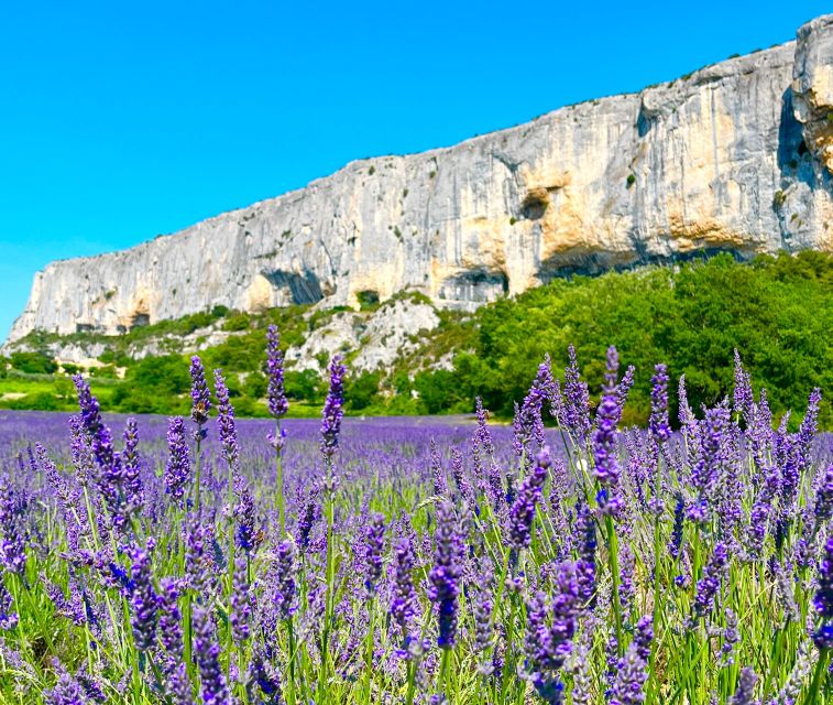 From Avignon: Lavender Tour Around Valensole or Sault - Sault Tour