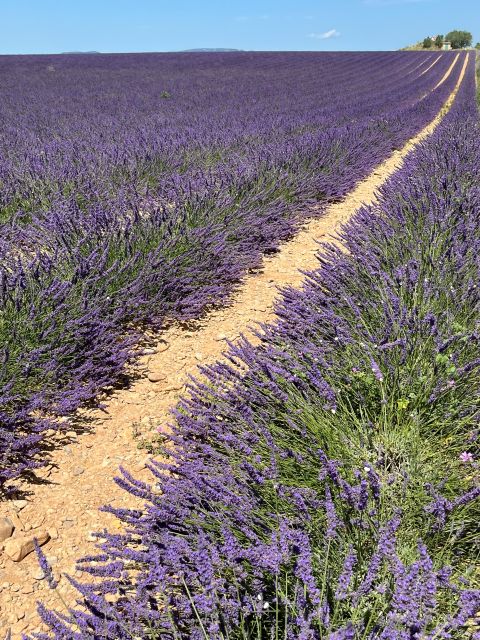 From Avignon: Lavender Tour Around Valensole or Sault - Pickup and Dropoff