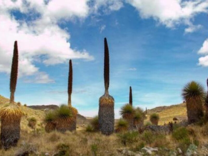 From Ayacucho || Excursion to Vilcashuamán and Pumacocha || - Itinerary Highlights