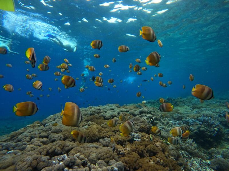 From Bali: 3 Snorkeling Spots Tour to Lembongan and Penida - Pickup and Transportation