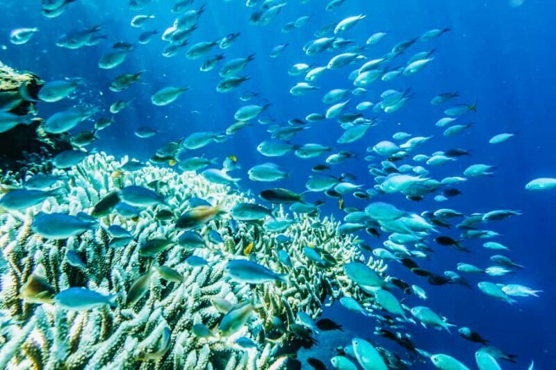 From Bali: Half Day Snorkeling 3 Spots to Lembongan & Penida - Authentic Experiences from Travelers