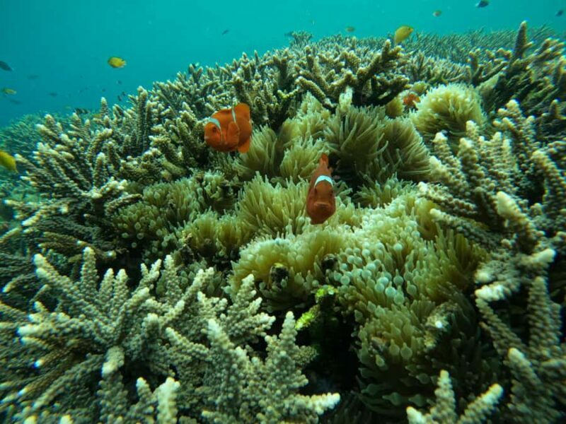 From Bali: Half Day Snorkeling 3 Spots to Lembongan & Penida - Practical Tips for Travelers