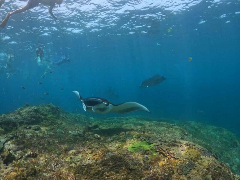 From Bali: Half Day Snorkeling 3 Spots to Lembongan & Penida - Frequently Asked Questions