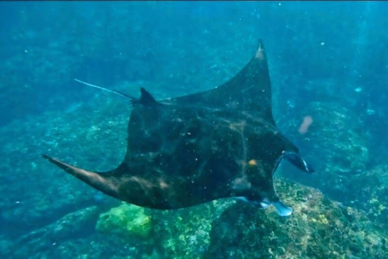 From Bali: Manta Rays Snorkeling & Nusa Lembongan Tour - Key Points