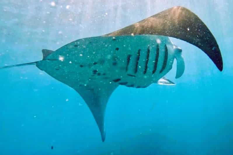 From Bali: Manta Rays Snorkeling & Nusa Lembongan Tour - Inclusions