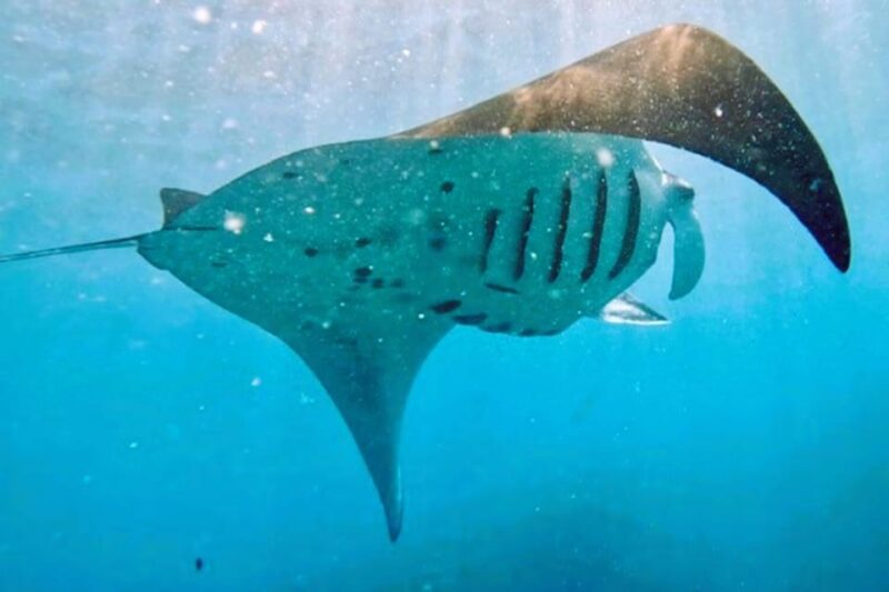 From Bali: Manta Rays Snorkeling & Nusa Lembongan Tour - Pickup Information