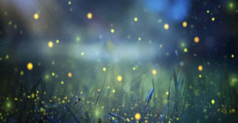 From Bali: Night Fireflies Tour in Rural Life With Dinner - Key Points