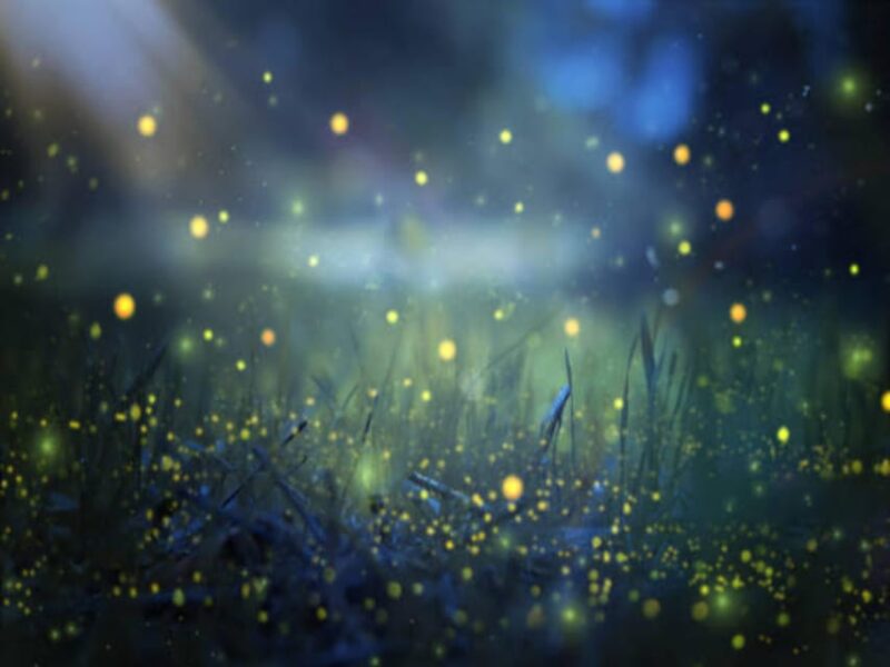 From Bali: Night Fireflies Tour in Rural Life With Dinner - Itinerary Details