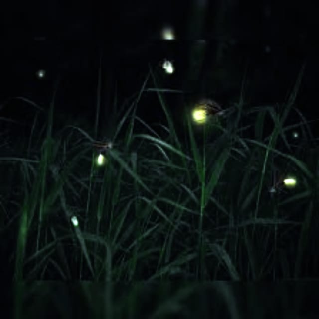 From Bali: Night Fireflies Tour in Rural Life With Dinner - Scenic Drive